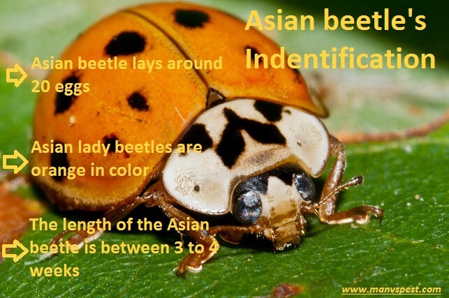 lady bug asian beetle
