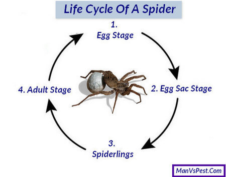 Life Cycle OF A Spider | Stages , Mating & Lifespan