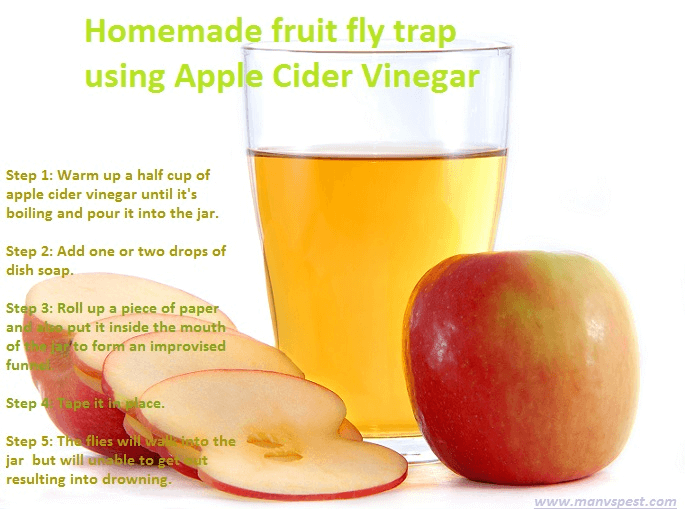 Homemade fruit fly trap using Apple Cider Vinegar