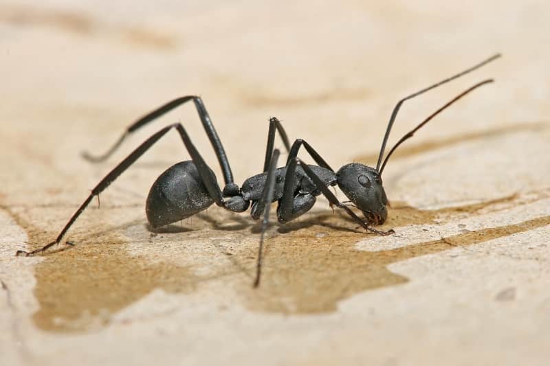 Get Rid Of Big Black Carpenter Ants Simple Guidelines With Tips,What To Wear At A Funeral Men