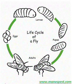 Life cycle of a fly