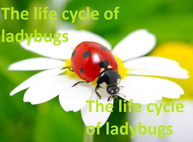 The life cycle of ladybugs