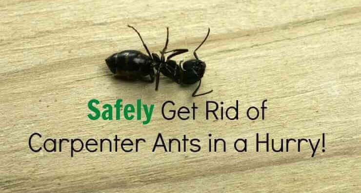 How to getting rid of Carpenter Ants