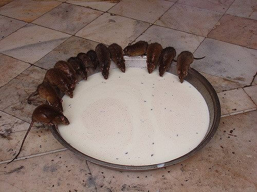 Rats drinking baits mixed milks