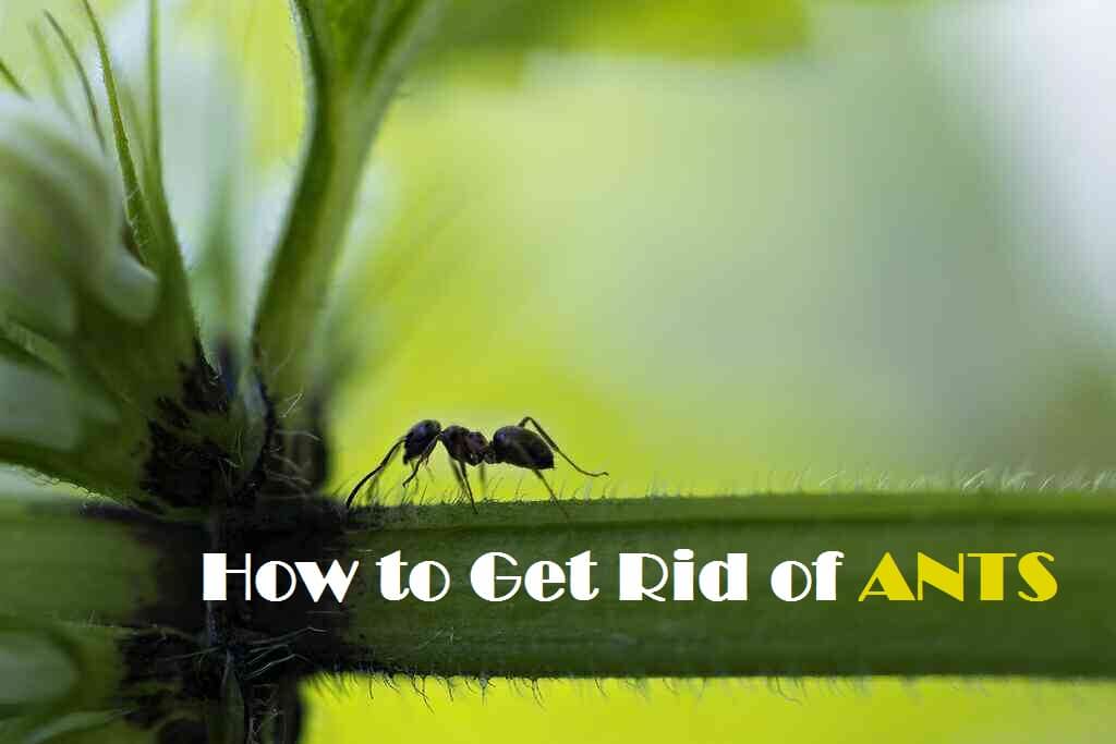 How to Get Rid of ANTS