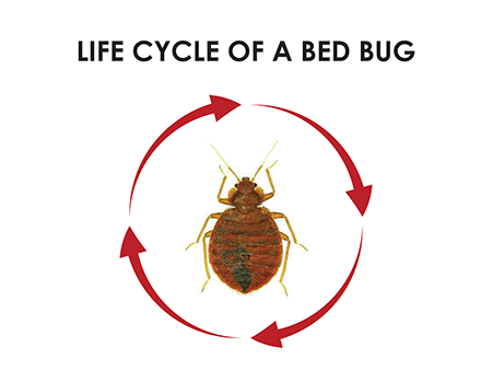life cycle of bed bug