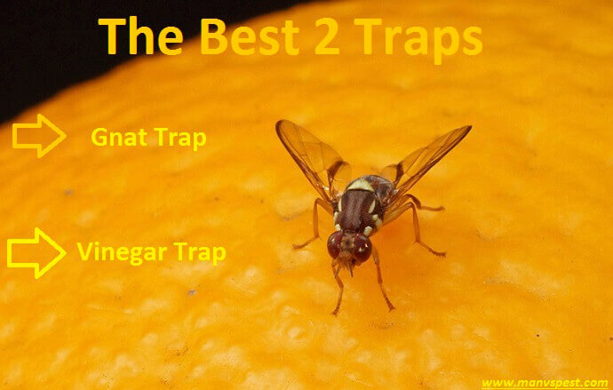 The Best Traps for Getting of Fruit Flies