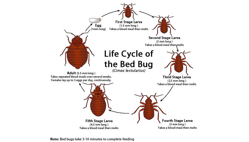 Life Cycle of a Bedbug