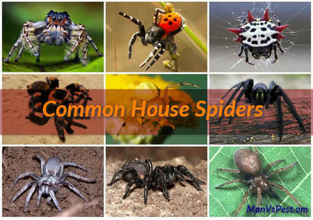 Common house spiders