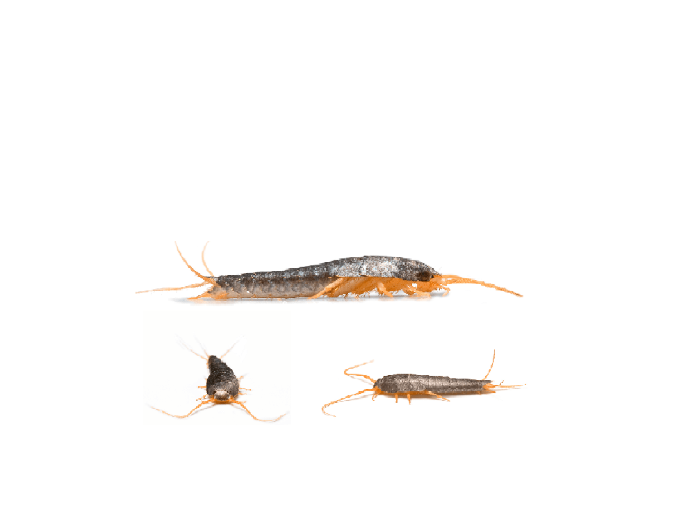 The Ultimate Guide To Control Silverfish