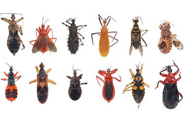 bugs-like-roach