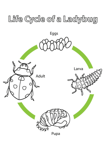 The Life Cycle Of Ladybugs