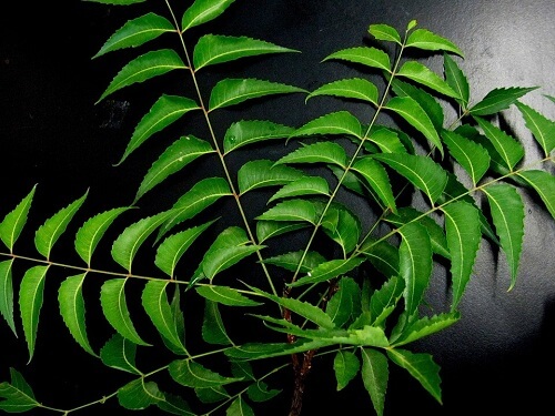 neem-leaves-get-rid-of-oriental-roaches
