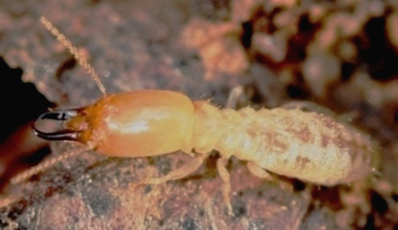 Soldier termite