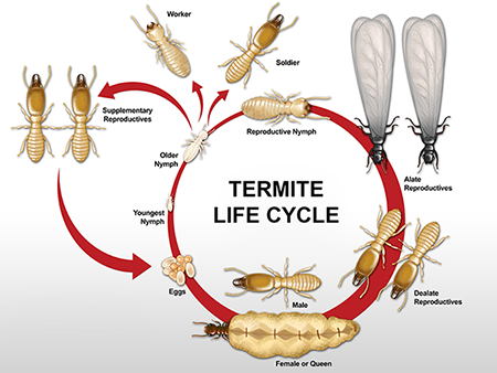 termite life cycle
