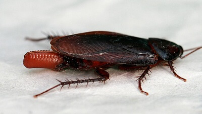 life-cycle-cockroach 