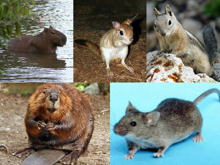 types-of-rodent