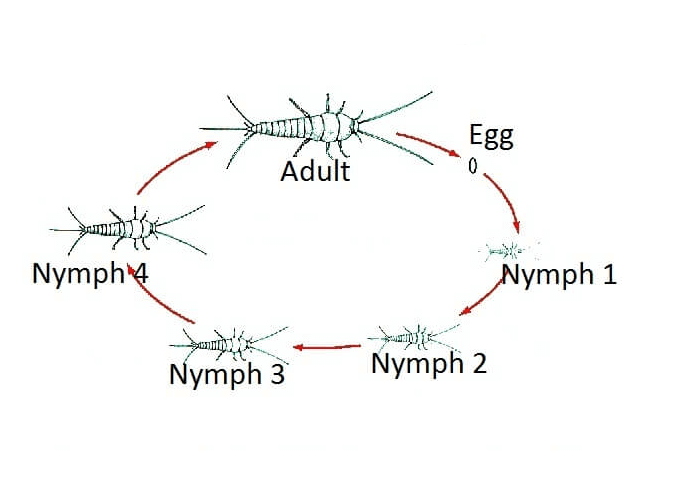 Silverfish Life cycle