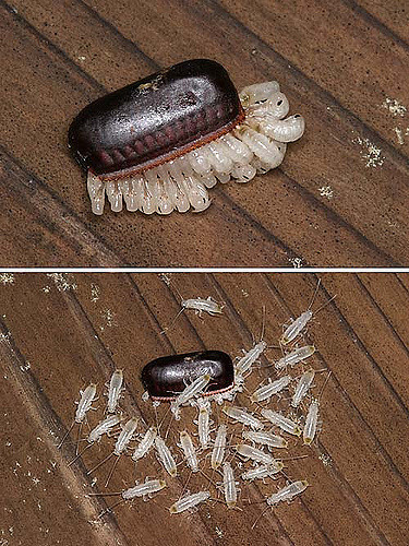 life-cycle-cockroach 