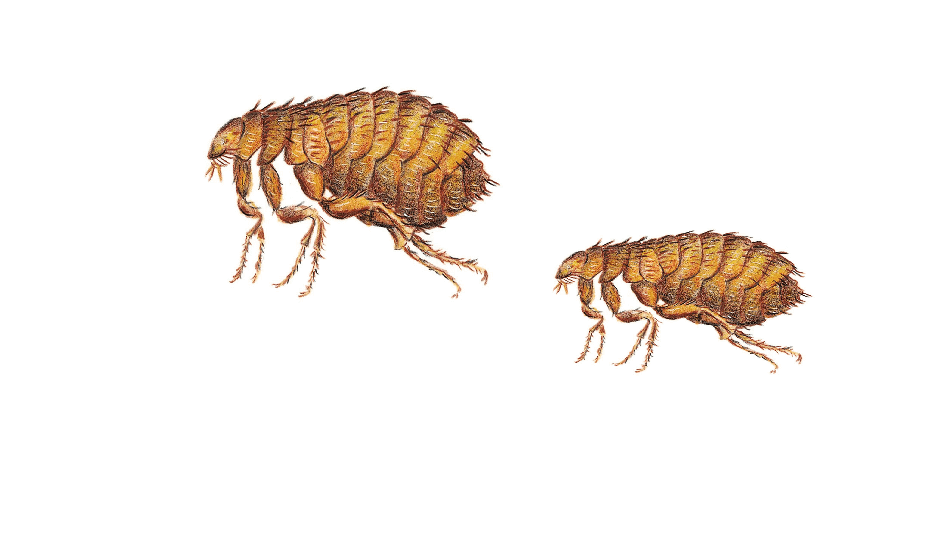 flea-bites