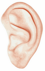 ultrasonic pest reject and human ear