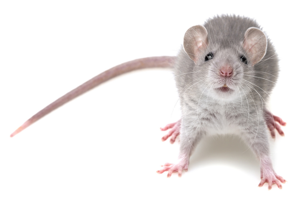 ultrasonic pest repeller on mice